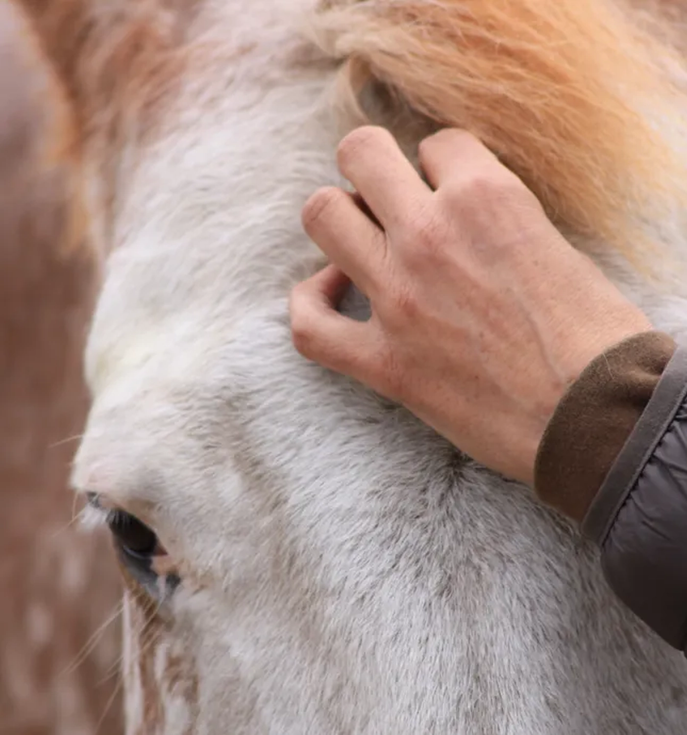 Julia Dach mit Pferd von Visionäre Pferdeosteopathie