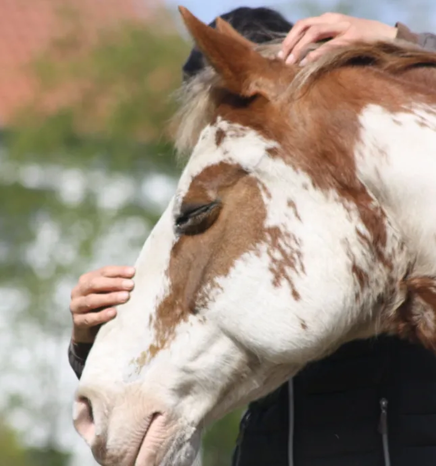 Julia Dach mit Pferd von Visionäre Pferdeosteopathie